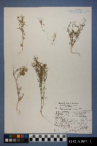 Chorizanthe brevicornu subsp. brevicornu image